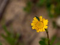 Spanische Fliege Käfer auf gelber Blüte